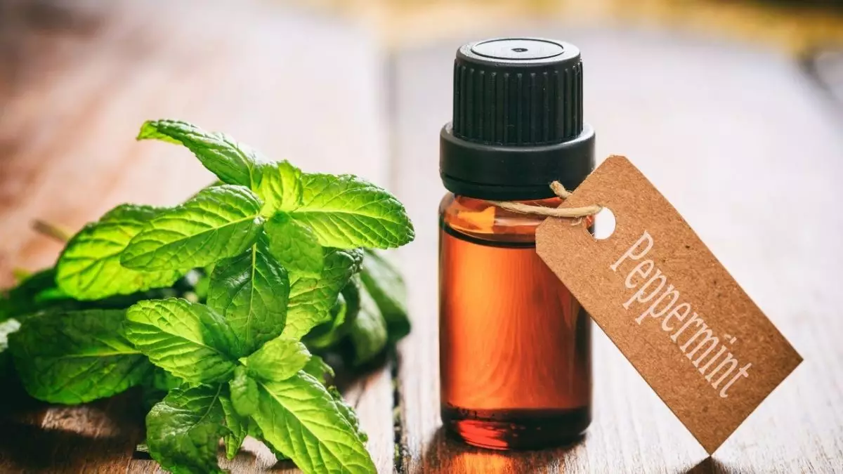 Peppermint