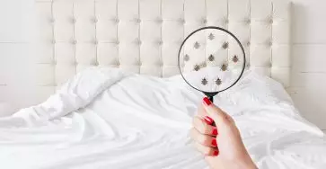 Cara membasmi kutu kasur Cara menghilangkan kutu kasur Cara membasmi tungau kutu kasur spring bed kutu kasur