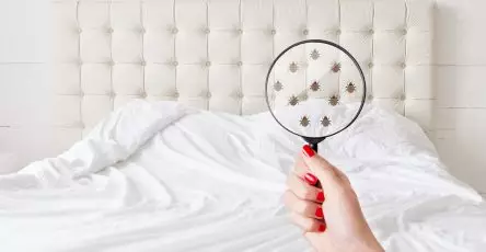 Cara membasmi kutu kasur Cara menghilangkan kutu kasur Cara membasmi tungau kutu kasur spring bed kutu kasur